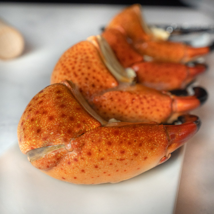 TENAZA DE CANGREJO MORO COLOSAL (STONE CRAB)