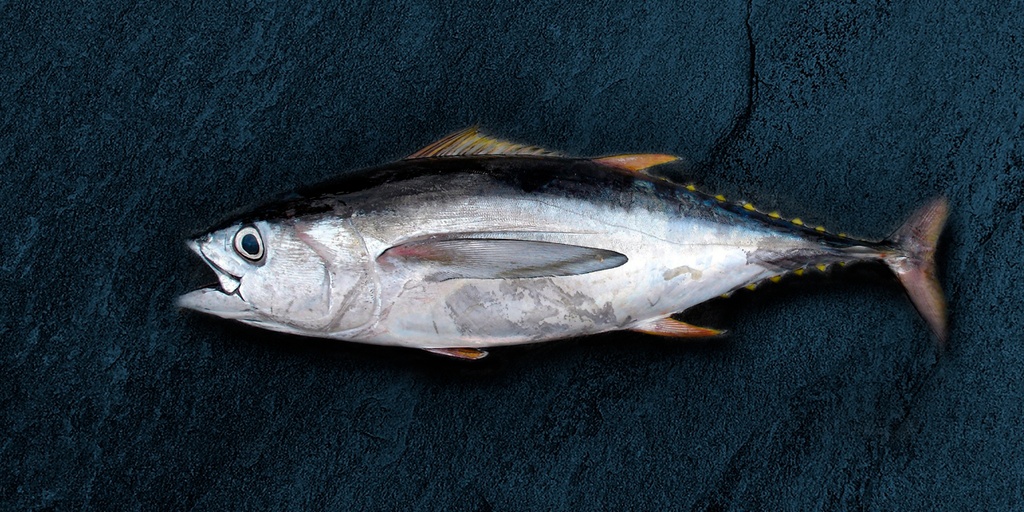 ATÚN ALETA AZUL