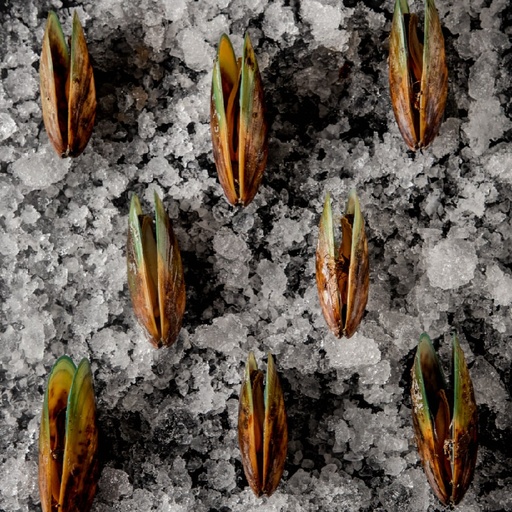 [FBMOC01] MEJILLON VERDE