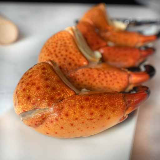 [FBCMC01] TENAZA DE CANGREJO MORO COLOSAL (STONE CRAB)