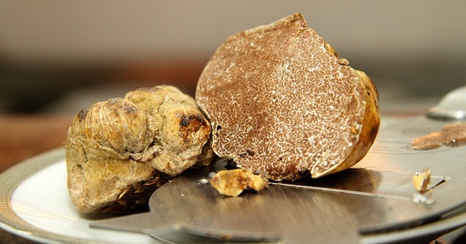 [FBTB01] TRUFA BLANCA