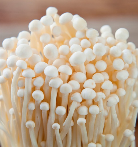 [FBHENOKI] HONGO ENOKI