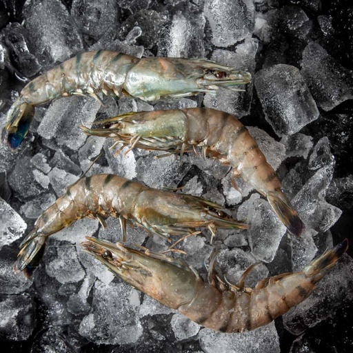 [FBCMAK79] CAMARÓN DE MADAGASCAR U7/9