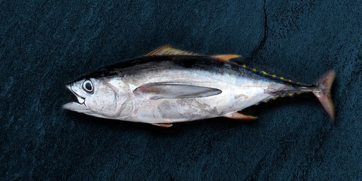 [KGFBAA01] ATÚN ALETA AZUL