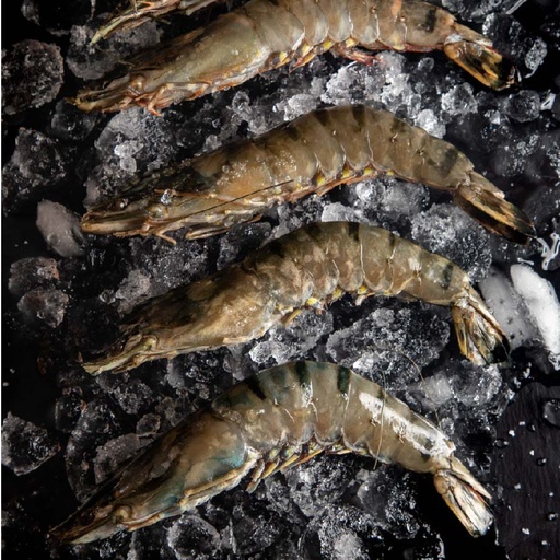 [FBCTU05] CAMARÓN TIGRE U5