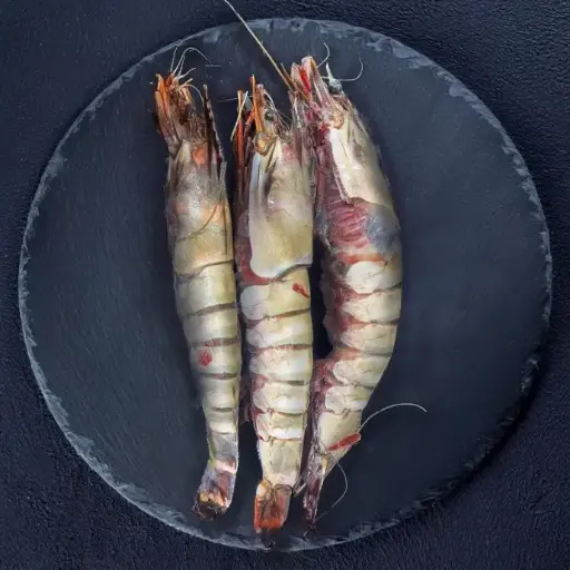 [FBCTU02] CAMARON TIGRE U2