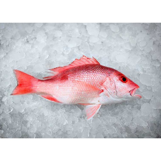 [FBHUEN01] HUACHINANGO ENTERO 